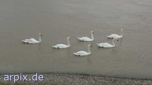 animal rights swan free bird  