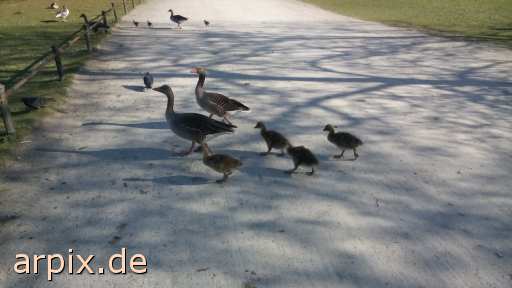 animal rights free bird goose poult  geese 