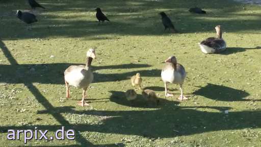 animal rights free bird goose poult  geese 