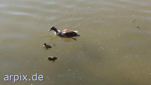 animal rights free pond bird duck poult  canard drake 