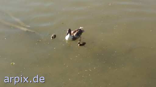 animal rights free pond bird duck poult  canard drake 