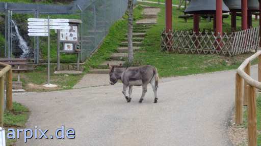 animal rights mammal horse donkey  steed 