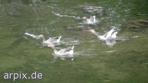 animal rights bird goose  geese 