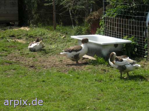 animal rights  bird goose  geese 