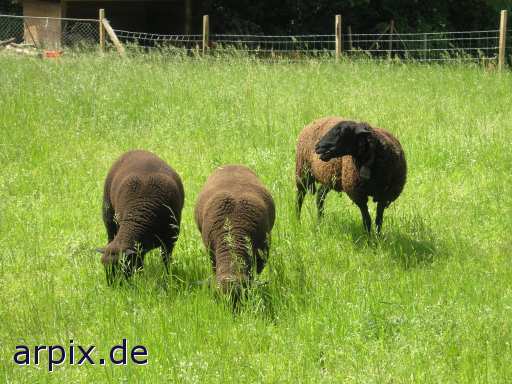 animal rights black mammal sheep meadow  