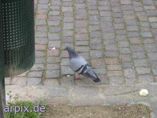 animal rights dove pigeon bird  dove 