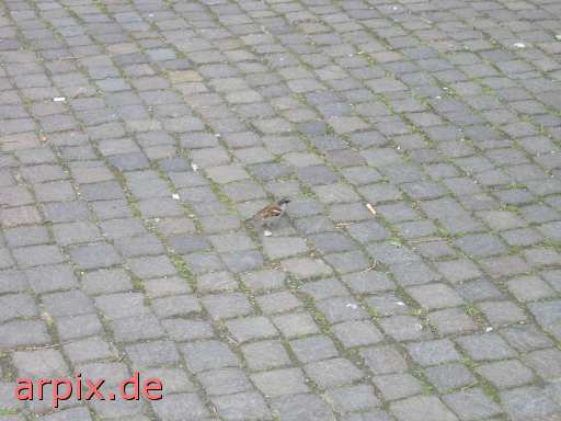 animal rights sparrow snip bird  