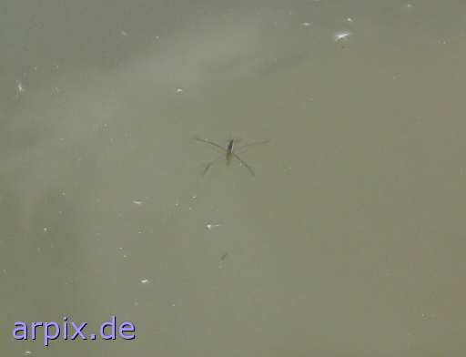 animal rights insect water strider  
