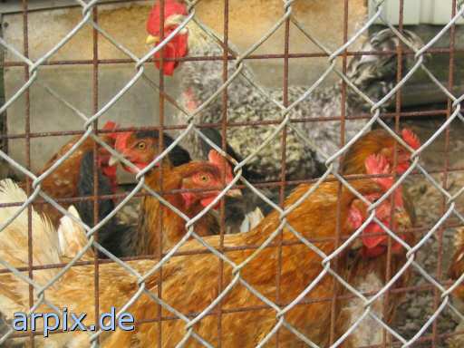 animal rights huhn henne freilandhaltung hobbyhaltung zaun vogel  hühner freiland gehege vögel 