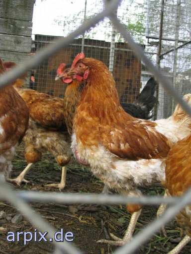 animal rights chicken hen fence freerange hobby husbandry bird  hen 