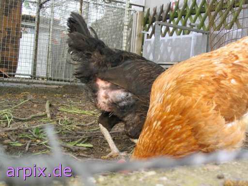 animal rights bird chicken hen fence freerange hobby husbandry  hen 