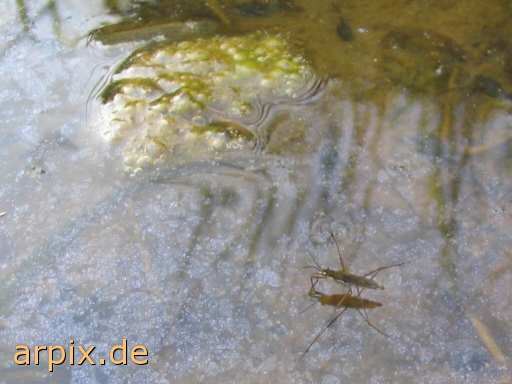 animal rights water strider insect  