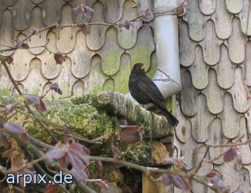 animal rights blackbird bird  
