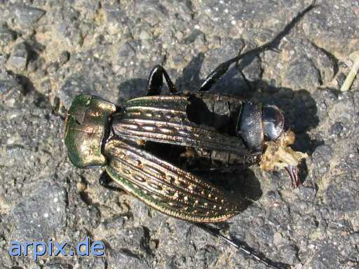 animal rights chafer unknown corpse  beetle bug cadaver 