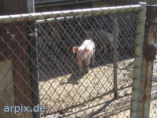 animal rights cage mammal pig stable  swine hog prok razorback 