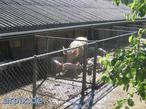 animal rights cage mammal pig stable  swine hog prok razorback 
