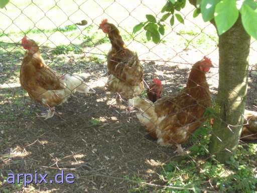 animal rights fence bird chicken freerange  hen 