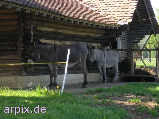 animal rights donkey stable  