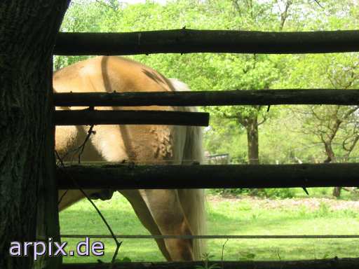 animal rights zaun brandzeichen säugetier pferd weide  gehege pferde wiese 