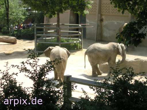 animal rights säugetier elefant zoo  elephant elephanten elefanten zoologisch tierpark wildpark park 