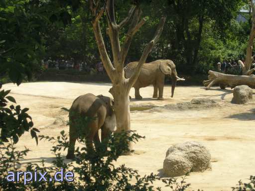 animal rights mammal elephant zoo  