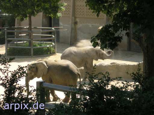 animal rights mammal elephant zoo  