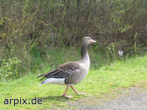 animal rights  bird goose free  geese 