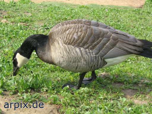 animal rights  bird goose free  geese 