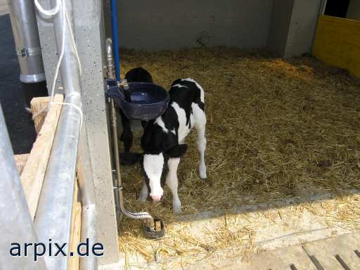 animal rights  mammal cattle calf  calves 