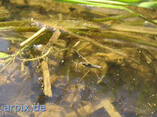 animal rights tadpole water strider  