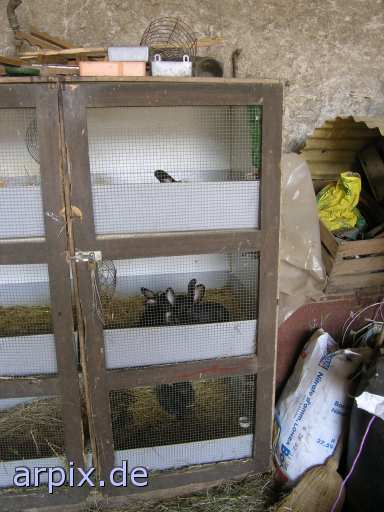 animal rights säugetier käfig kaninchen  käfighaltung käfige eingesperrt 