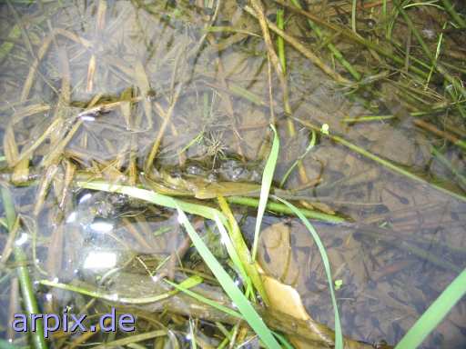 animal rights spider tadpole  