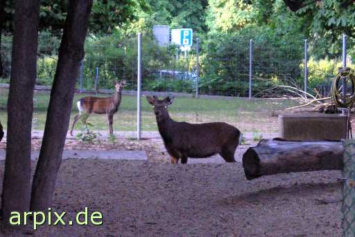 animal rights sikkahirsch reh hirsch zaun zoo  rehe hirsche gehege zoologisch tierpark wildpark park 