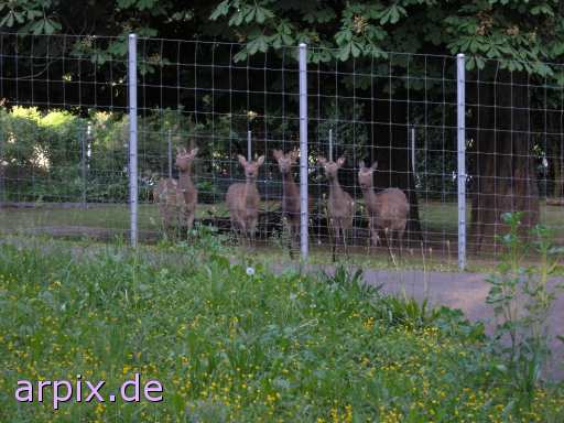 animal rights deer fence zoo  