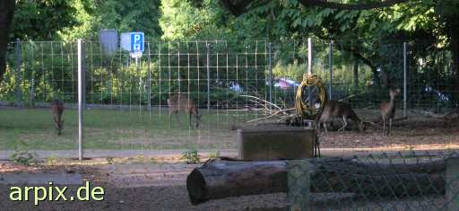 animal rights sikkahirsch reh zaun zoo  rehe gehege zoologisch tierpark wildpark park 