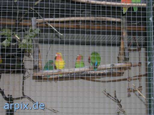 animal rights voliere vogel käfig unbekannt zoo  vögel käfighaltung käfige eingesperrt zoologisch tierpark wildpark park 