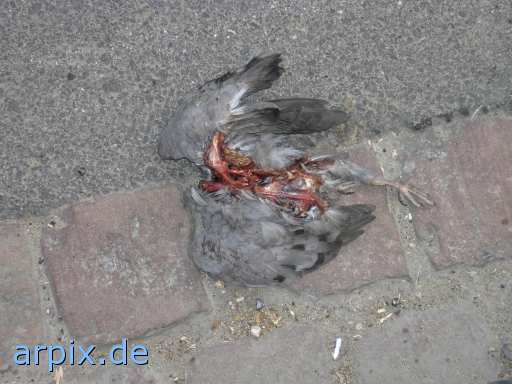 animal rights pigeon bird corpse  dove cadaver 