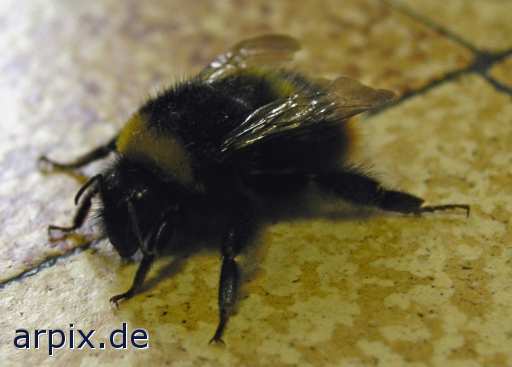 animal rights bumblebee bumble bee  