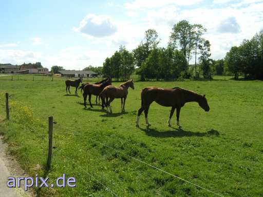 animal rights mare mammal horse riding fence meadow  steed 