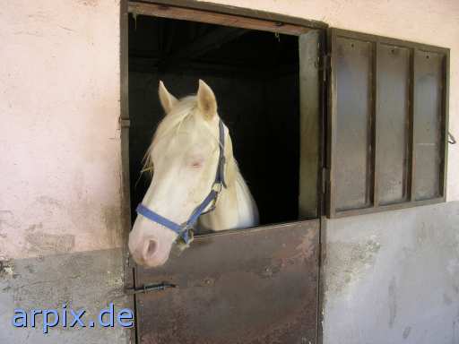 animal rights  säugetier pferd reiten stall  pferde ställe 