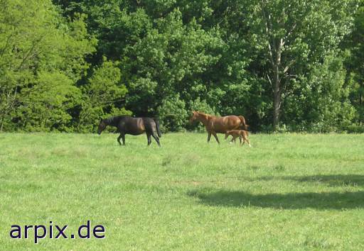 animal rights stute säugetier pferd fohlen reiten weide  stuten pferde wiese 