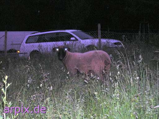 animal rights  mammal sheep meadow  
