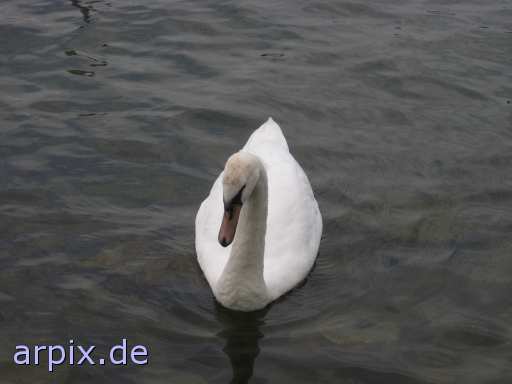 animal rights swan bird free  