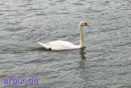 animal rights swan bird free  