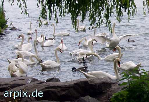 animal rights swan bird duck free  canard drake 