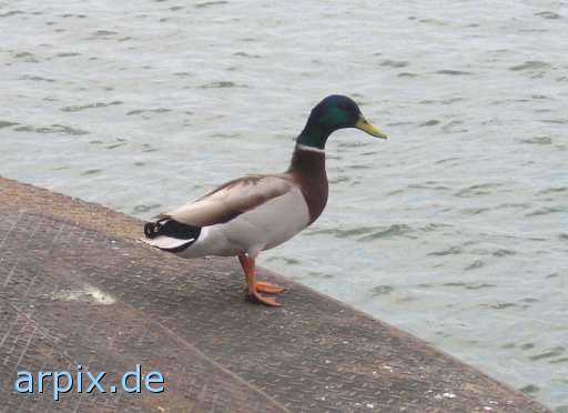 animal rights  bird duck free  canard drake 