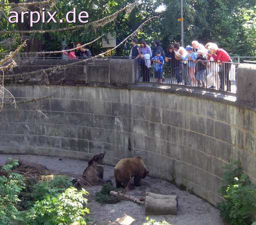 animal rights bärengraben bear pit brown bear gazer zoo  voyeur 