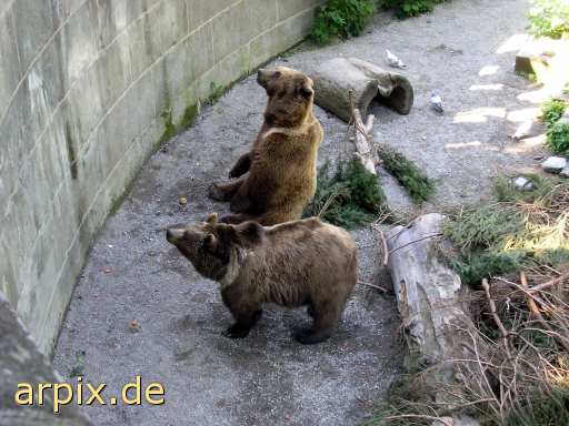 animal rights bärengraben bear pit zoo brown bear  