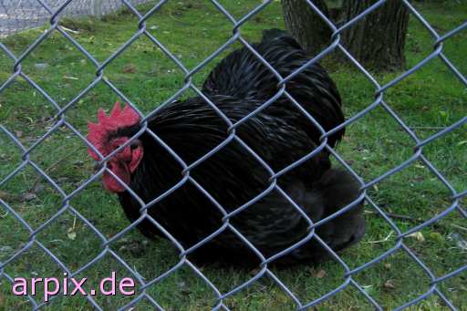 animal rights  bird chicken fence zoo  hen 
