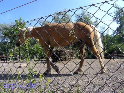 animal rights  säugetier pferd zaun zoo  pferde gehege zoologisch tierpark wildpark park 